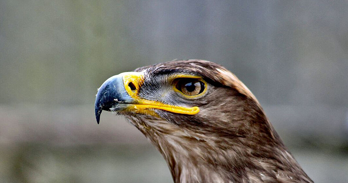 Vogelpark Schotten Ferienhaus Heuliebe